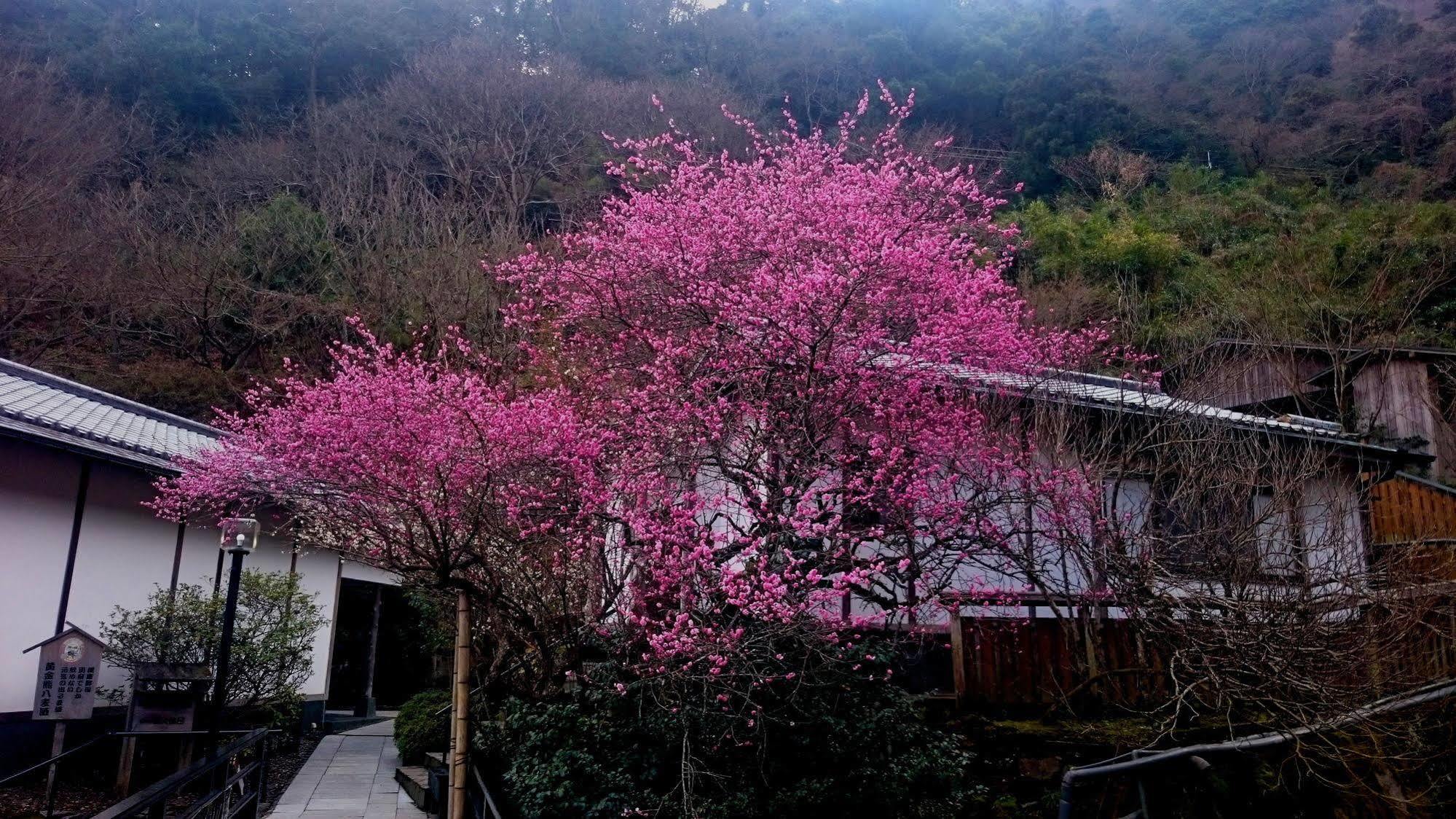 Beppu Showaen Экстерьер фото